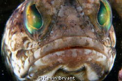 I suspect that I'll never find one of these guys with egg... by Kevin Bryant 